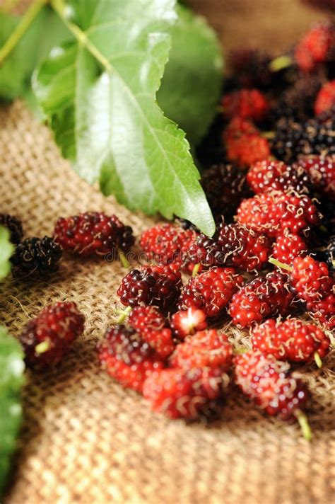 Mulberry fruit stock photo. Image of sweet, freshness - 17690324