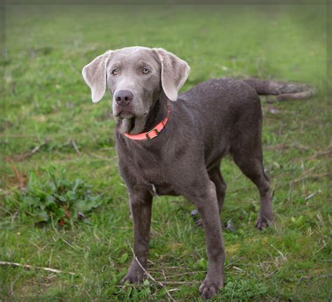 Shelter Dogs of Portland: "SPUTNIK" young Weimaraner/Silver Lab mix