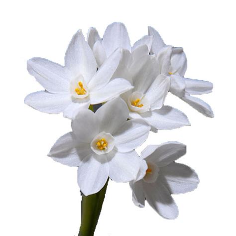 Narcissus Tazetta Paperwhite | Cut Narcissus - Daffodils | Flower ...