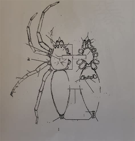External anatomy of Chelicerata Diagram | Quizlet