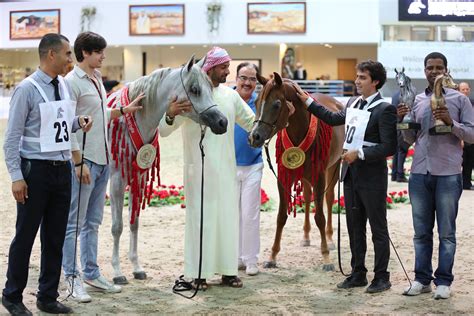 Sharjah Straight Egyptian Arabian Horse Show 2015 :: Dubai Arabian Horse Stud