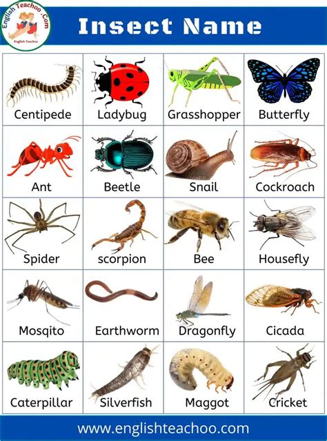 List of all Insects Name in English with Pictures - EnglishTeachoo | Insects names, Insects for ...