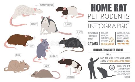 Hamster Breeds Icon Set Flat Style Isolated on White. Pet Rodent Stock ...