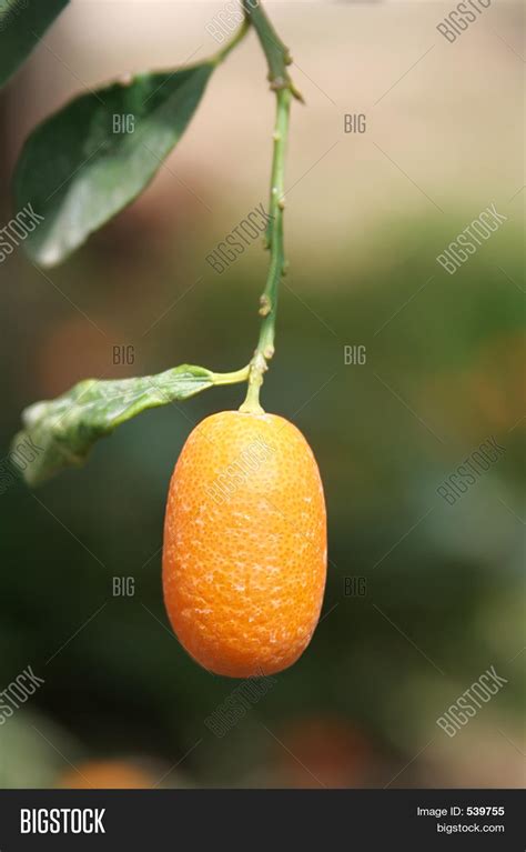 Kumquat Tree Image & Photo (Free Trial) | Bigstock