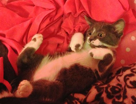 a cat laying on top of a bed next to a stuffed animal