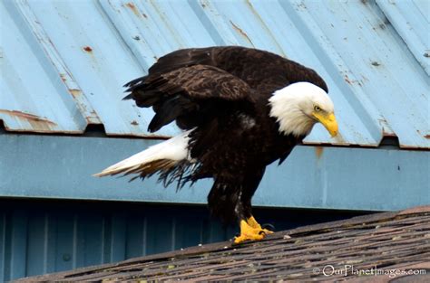 Birds of prey - "Our Planet" Images