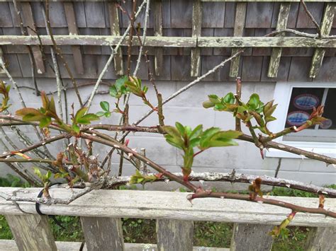 Climbing roses and their support structures, planting, training, and care