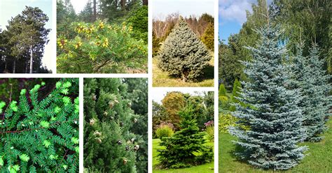 Types Of Evergreen Trees (With Pictures) Identification, 59% OFF