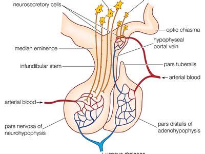 Pituitary Diagram And Function Schematic Diagram Of The Huma