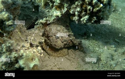 Close-up of the Stonefish on coral reef. Reef Stonefish (Synanceia verrucosa). Red sea, Egypt ...