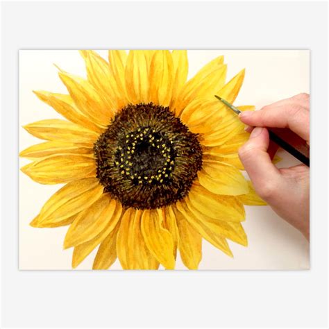 How To Draw A Realistic Sunflower at How To Draw