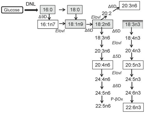 Fatty acids are synthesized through de novo lipogenesis (DNL) or ...