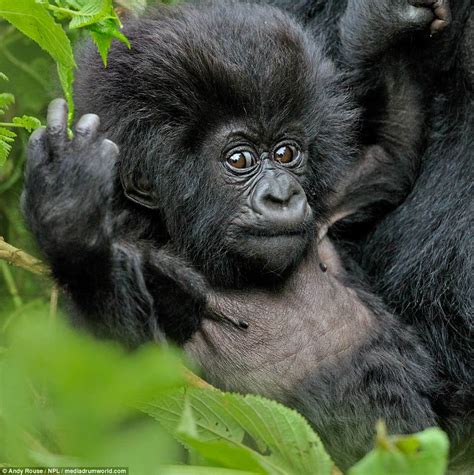 Adorable baby mountain gorilla plays before falling into mummy's tummy - WSBuzz.com