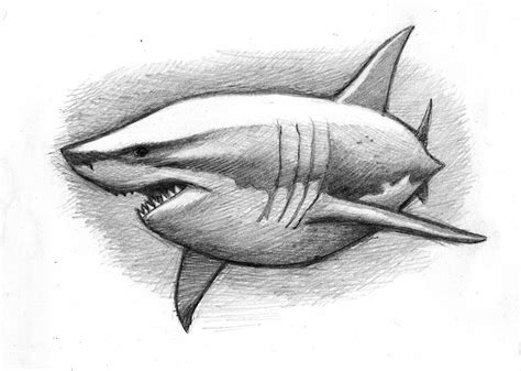 Shark Pencil Drawing: A Step-by-Step Guide to Capturing the Essence of the Ocean's Predators