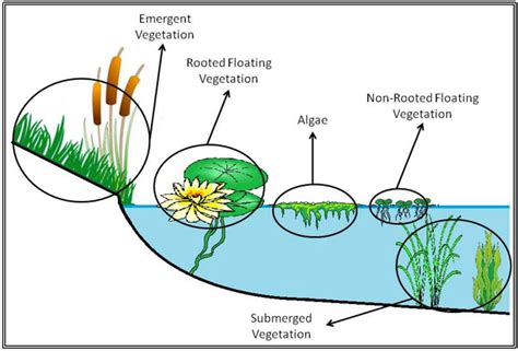 Submerged Freshwater Aquatic Plants Identification