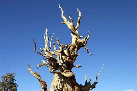 Methuselah The Bristlecone Pine Tree From California S White Mountains - Infoupdate.org