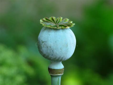 Poppy Seed Head. Opium Poppy Pod. Green Poppy Seed Pod in the Garden. Stock Image - Image of ...