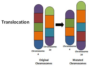 Mutation and Chromosomal Disorder: Concepts, Videos and Quesion