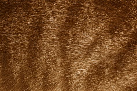 Brown Tabby Fur Texture – Photos Public Domain