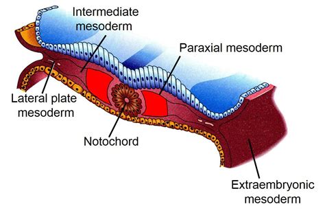 Medical Science Made Easy: (Mesoderm) Germ layer derivatives at a glance