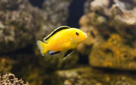 Yellow Lab Cichlid Care: Complete Guide for Beginners - AquariumNexus