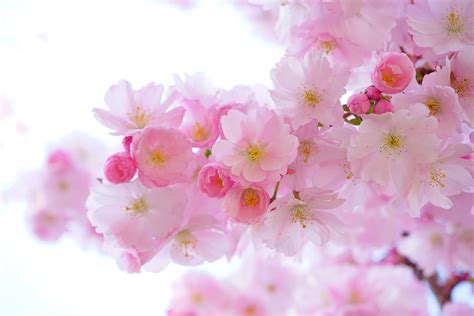 Pink Cherry Blossoms Flowers - Free stock photo on Pixabay