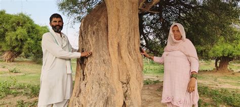 A Haryana village opposes construction of government buildings to protect centuries-old trees