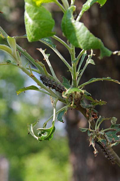 Gypsy Moth Damage Stock Photos, Pictures & Royalty-Free Images - iStock