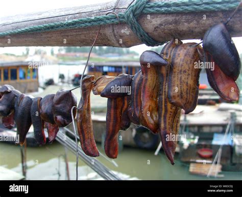 View of Hirudo medicinalis or Hirudo medicinalis being aired by ...