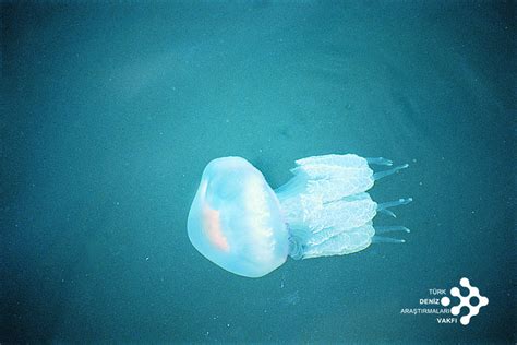 Jellyfishes Species | yayakarsa.org