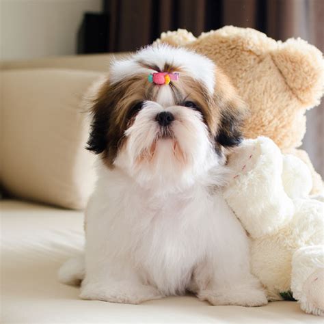 #1 | Shih Tzu Puppies For Sale In Florida | Uptown Puppies