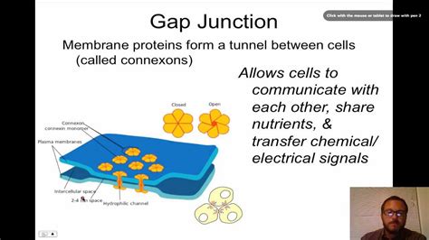 Tight Junctions Desmosomes Gap Junctions