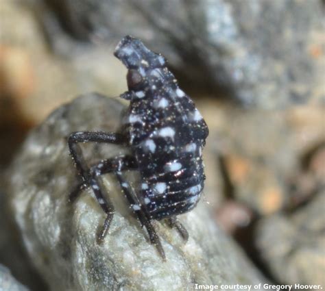 Landscape: Spotted Lanternfly | Center for Agriculture, Food, and the Environment at UMass Amherst