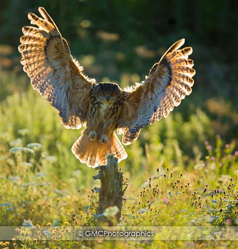 Eagle Owl by GMCPhotographics on DeviantArt