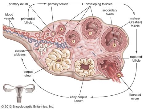 Ovulation | Physiology, Hormones & Fertility | Britannica