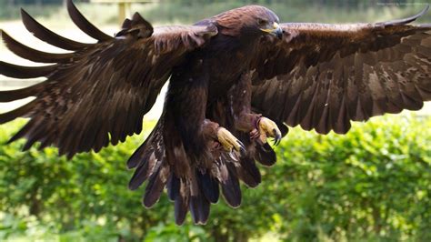 Golden Eagle Wallpapers - Wallpaper Cave