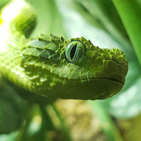 The Variable Bush Viper : r/natureismetal