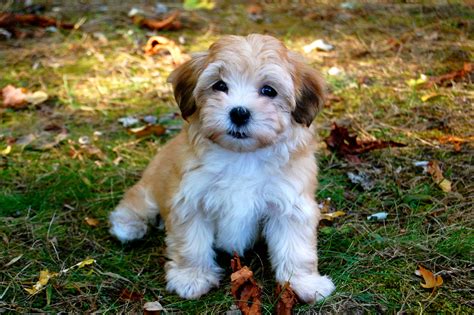 Havanese - Puppies, Rescue, Pictures, Information, Temperament, Characteristics | Animals Breeds