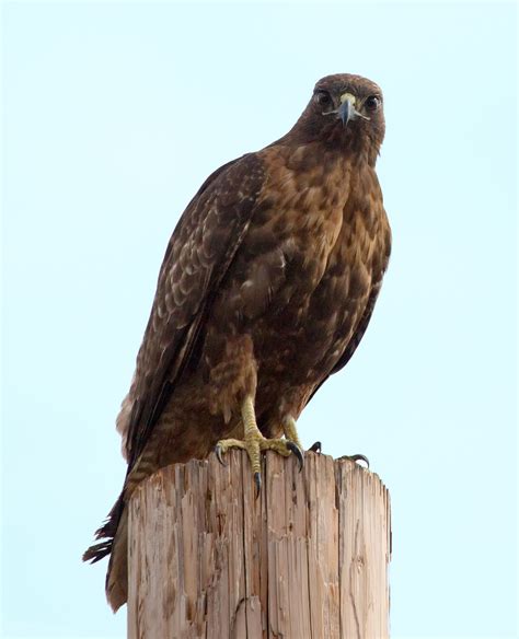 Red-tailed Hawk | San Diego Bird Spot