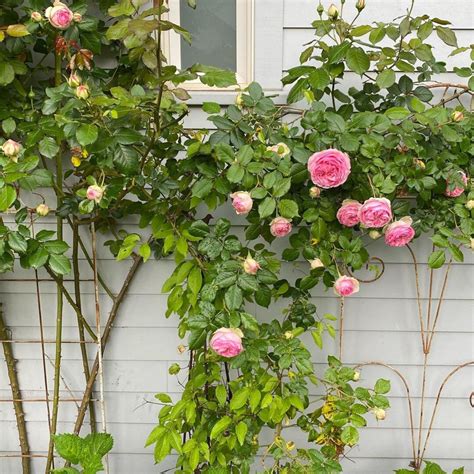 Transform Your Garden with these 8 Best Climbing Roses