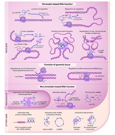 | Functions of long non-coding RNAs. Long non-coding RNAs (lncRNAs) are... | Download Scientific ...