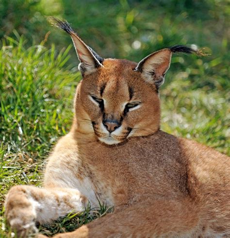 Caracal - International Society for Endangered Cats (ISEC) Canada | International Society for ...