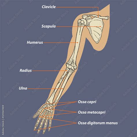 Human Arm Skeletal Anatomy Vector Stock Vector | Adobe Stock