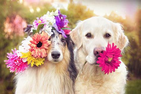 Dogs with Flowers in Honor of National Dog Day