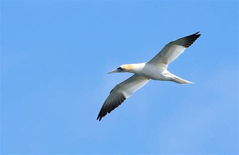 Gannet adult Kinnaber 29 8 2023 1a | Alex M Shepherd | Flickr