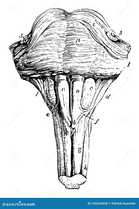 Anterior Surface of the Pons Varolii and Medulla Oblongata, Vintage ...