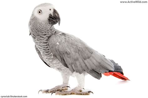 African Grey Parrot Facts For Kids & Students: Pictures, Information & Video. Discover the ...