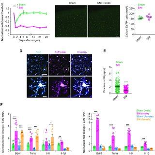 Validation of microglial Bdnf through RNAscope fluorescence in situ... | Download Scientific Diagram