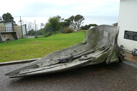 The GIANT whale skull stolen from the Eden Killer Whale Museum