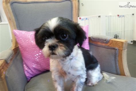 Melody: Shih Tzu puppy for adoption near Los Angeles, California | a2c7a6d1-1ff2